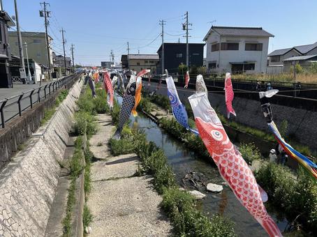 風に揺れるこいのぼり 風に揺れるこいのぼり 鯉のぼり,五月の節句,端午の節句の写真素材