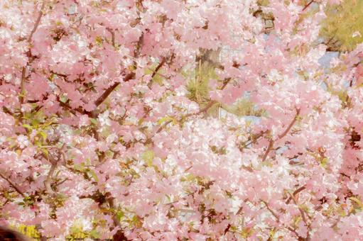 桜 桜の写真