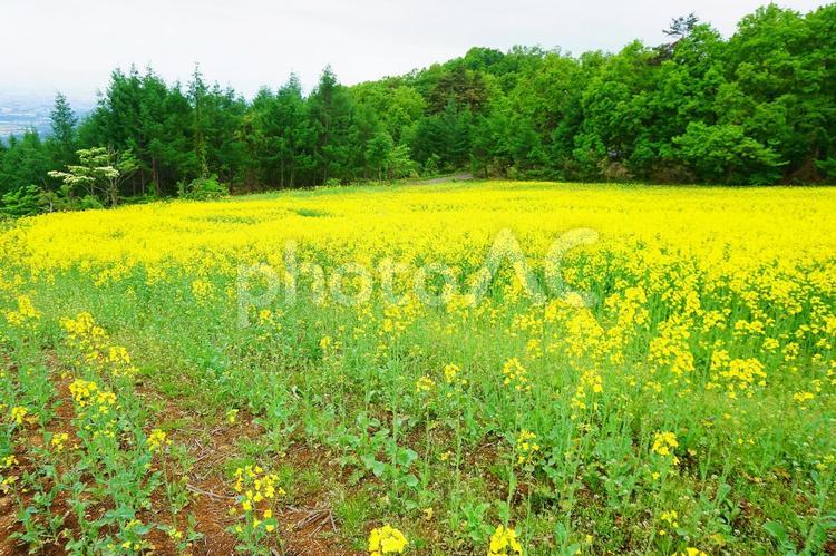 三ノ倉高原の菜の花畑 三ノ倉高原花畑,菜の花,菜の花畑の写真素材