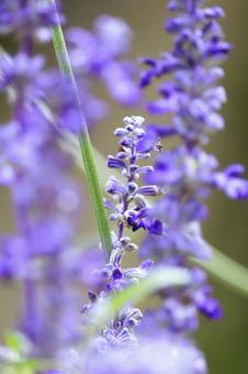 リリーパーク リリーパーク,ゆりの郷こしみず,イングリッシュラベンダーの写真素材