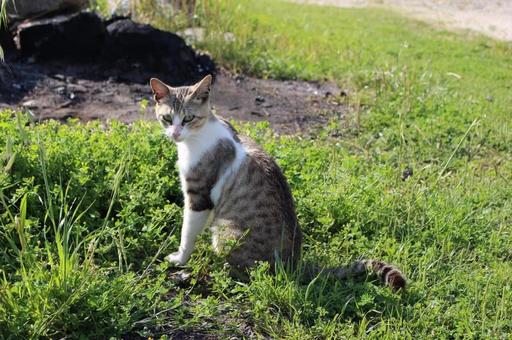 振り向く猫 振り向く猫の写真