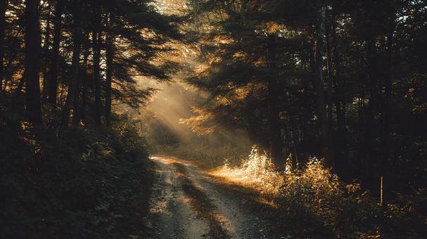 ハイキングに最適な癒やしの林道 ハイキングに最適な癒やしの林道の写真