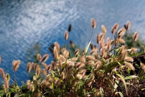 可愛い猫じゃらし 猫じゃらし,道端,散歩の写真素材