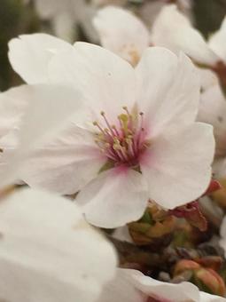 桜 桜の写真