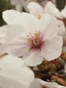 Cherry Blossoms, tomurcuk, kiraz, açık havada, JPG