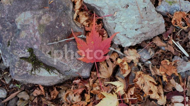 日本の秋の山で見られる紅葉した落ち葉 落ち葉,秋,落葉の写真素材