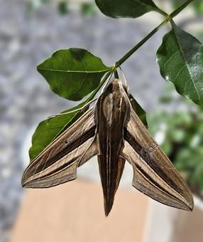 スズメガ スズメガ,ガ,昆虫の写真素材