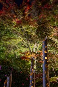 夜の紅葉と竹あかり 紅葉,竹あかり,ライトアップの写真素材