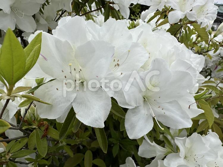 ツツジの街路樹（白・花拡大-2） ツツジ,花,グリーンの写真素材