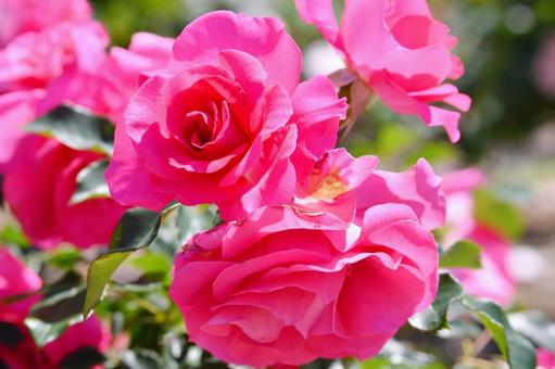 薔薇　うらら 薔薇,うらら,花の写真素材