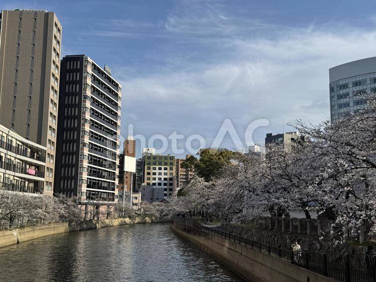 川沿いの桜並木 桜,桜の花,花の写真素材