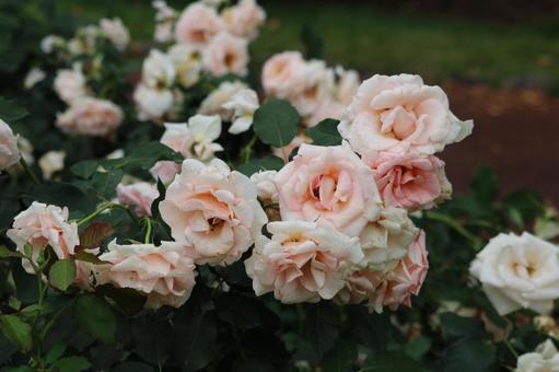 薔薇 薔薇の写真