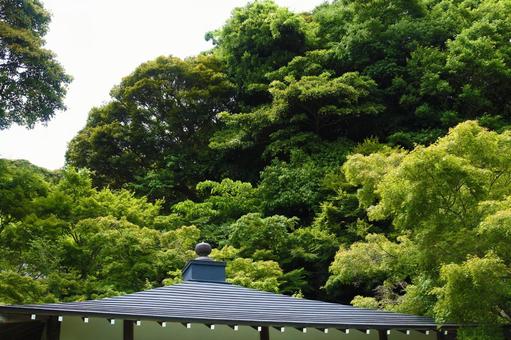 長谷寺の木々 長谷寺の木々 鎌倉,長谷寺,緑の写真素材
