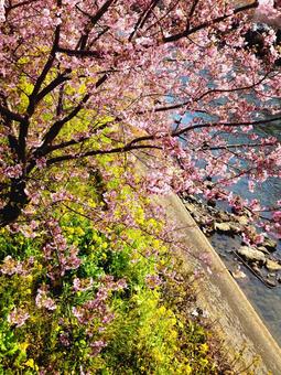 河津桜と菜の花 河津桜,桜,さくらの写真素材