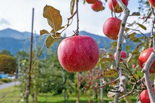 赤く実ったリンゴ リンゴ,赤,果物の写真素材