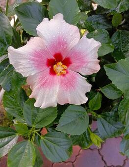 ハイビスカス　市川市動植物園 ハイビスカス,市川市動植物園,鑑賞植物園の写真素材