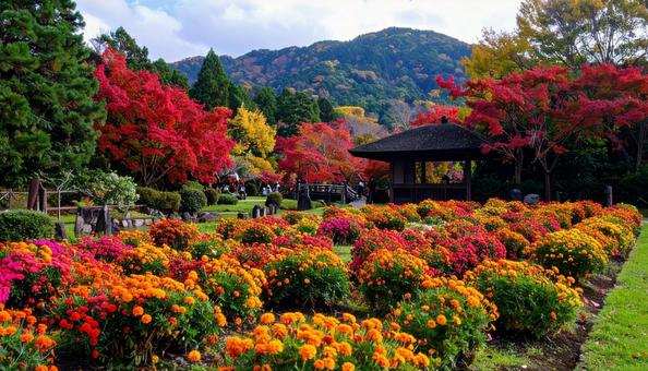 夏から秋の花 センニチコウ 夏から秋の花 センニチコウの写真