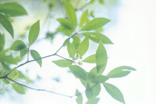 朝日の光の中透かし絵のようなクロモジ君 春,クロモジ,黄色の花の写真素材