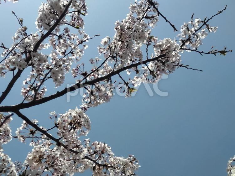 桜の枝2 桜,春,サクラの写真素材