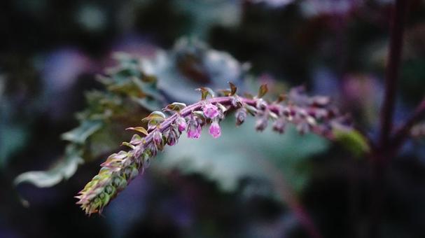 赤紫蘇の花 赤紫蘇の花の写真