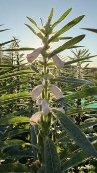 朝日のゴマの花シルエット 田舎の畑 朝日のゴマの花シルエット 田舎の畑の写真