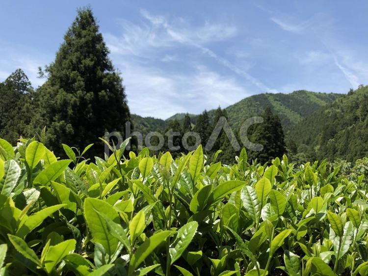 新緑の茶畑 滋賀・奥永源寺の風景 滋賀,奥永源寺,政所茶の写真素材