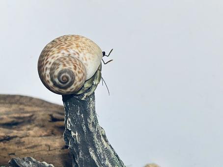 高いところが好きなオカヤドカリ オカヤドカリ,ペット,飼育の写真素材