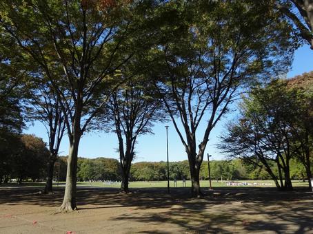 小金井公園の木々 小金井公園の木々 小金井公園,木,緑の写真素材