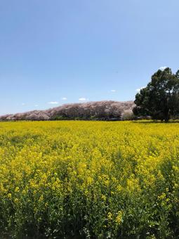 菜の花畑の景色の写真