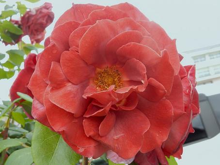 【薔薇の写真】バラの花 【薔薇の写真】バラの花の写真