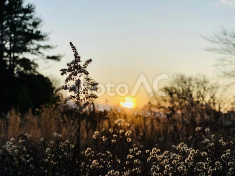 夕暮れの草むら 木漏れ日,アウトドア,トレッキングの写真素材