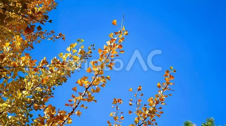 黄色く色づいたイチョウ イチョウ,紅葉,秋の写真素材