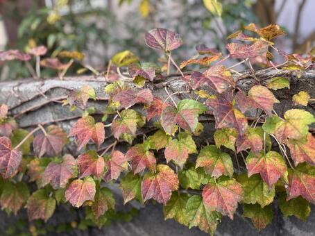 おしくらまんじゅうしても寒いものは寒い ツタ,たわわ,庭木の写真素材