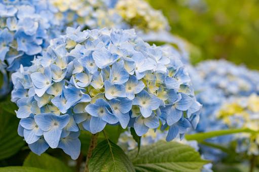 紫陽花 紫陽花の写真