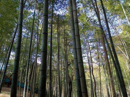 4月の竹林 4月の竹林 竹,竹林,竹藪の写真素材