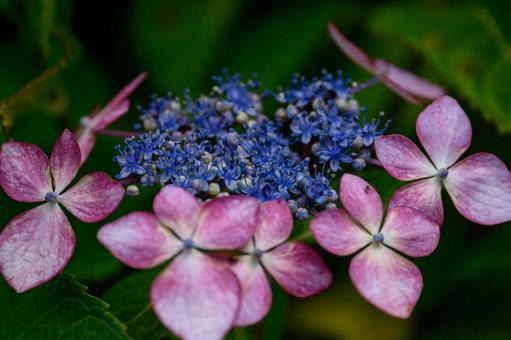 Hydrangea, JPG Hydrangea, JPG