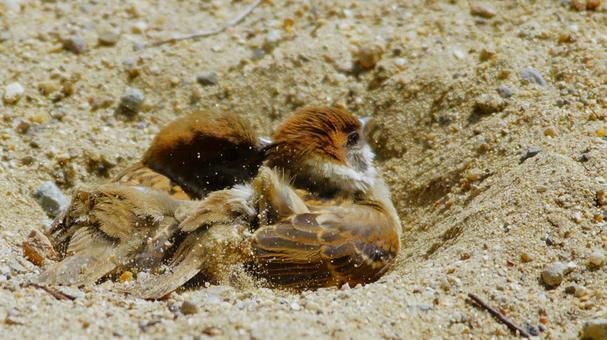 仲良く砂浴びをするスズメ 仲良く砂浴びをするスズメの写真
