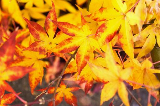 色づく紅葉　5 紅葉,モミジ,カエデの写真素材