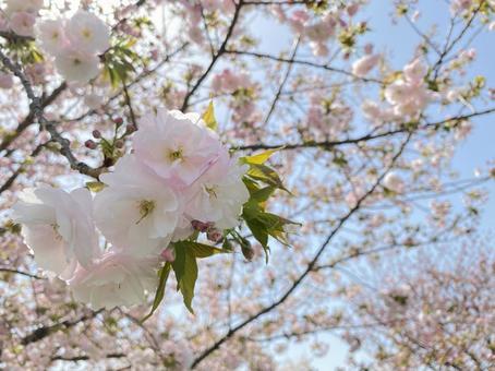 桜 桜の写真