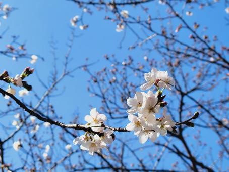 桜と青空 桜と青空の写真