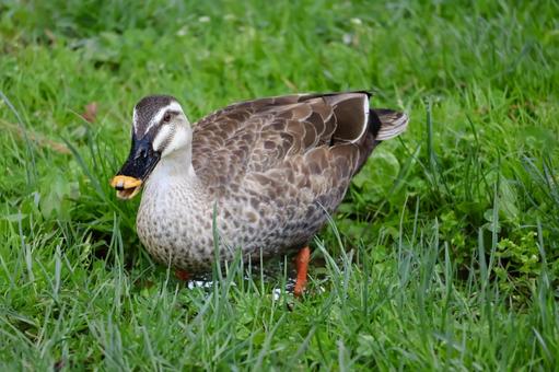 鴨 函館,鴨,動物の写真素材