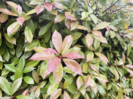 葉っぱ 葉っぱ,葉,初夏の写真素材