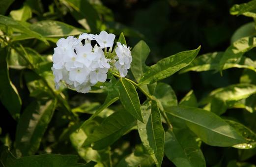 フロックス　綾瀬2 フロックス,白,花の写真素材