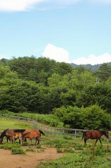 木曾馬1 木曾馬1 風景,自然,人物無しの写真素材