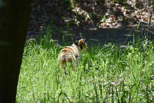 野良猫の写真