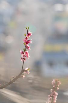 桃の花5 桃の花5の写真