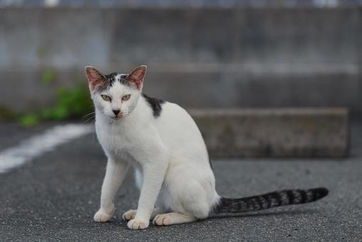 歩き出そうとする牛柄猫 牛柄猫,cawcat,ハチワレ猫の写真素材