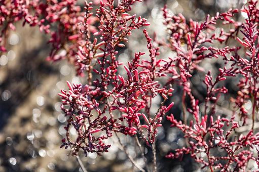 シチメンソウ　クローズアップ 紅葉,海岸,シチメンソウの写真素材