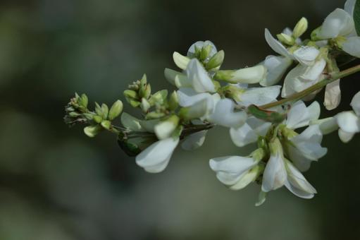 為豐收的月亮獻花, JPG 為豐收的月亮獻花, hagi, bush clover, flower, JPG
