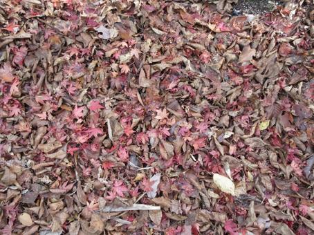 落ち葉の絨毯 紅葉,鹿又川渓谷,秋の写真素材